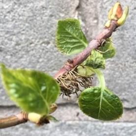 Aerial roots of a self-clinging climber